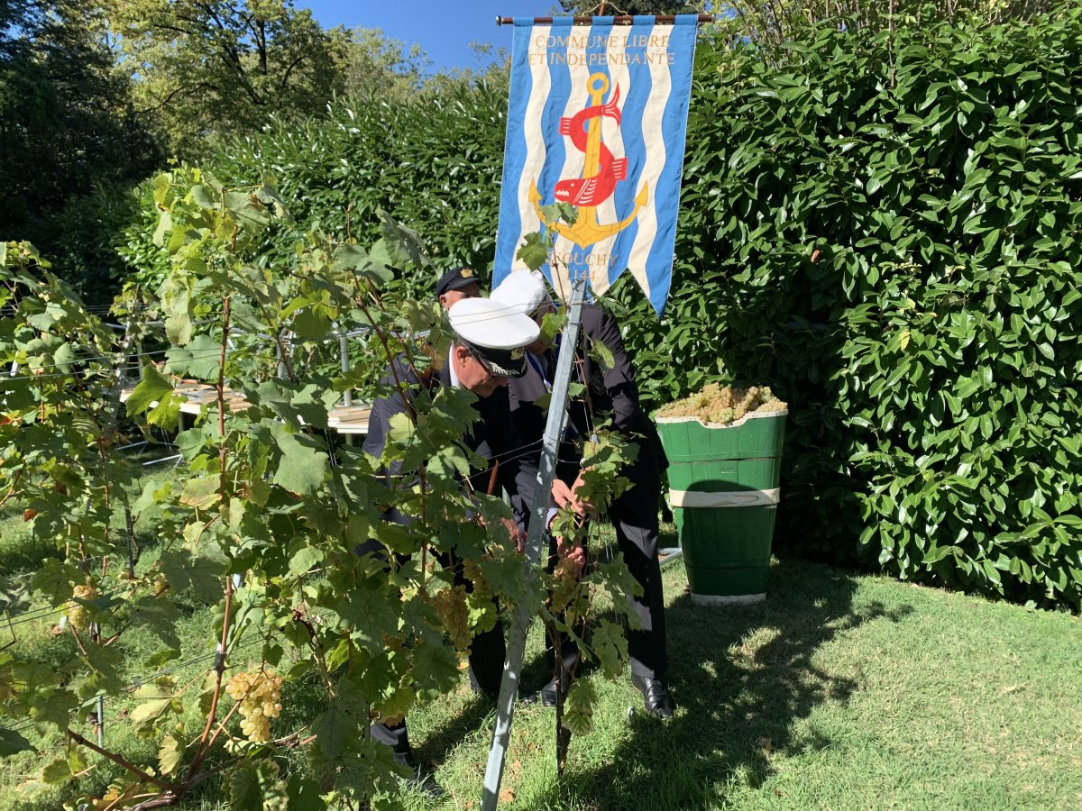 Vigne et vendanges Photo de la vigne d'Ouchy